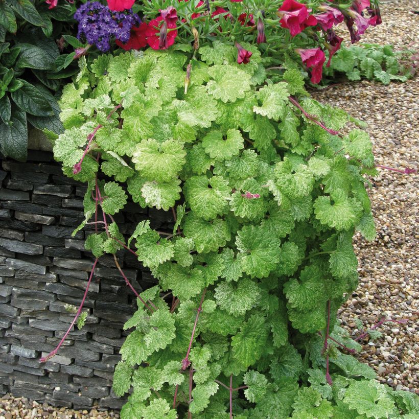 Glechoma hederacea Dappled Light - Lierre terrestre panaché (Plant habit)