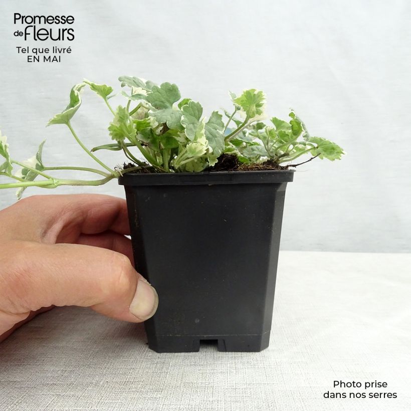 Example of Glechoma hederacea Variegata - Lierre terrestre panaché Godet de 8/9 cm as you get in printemps