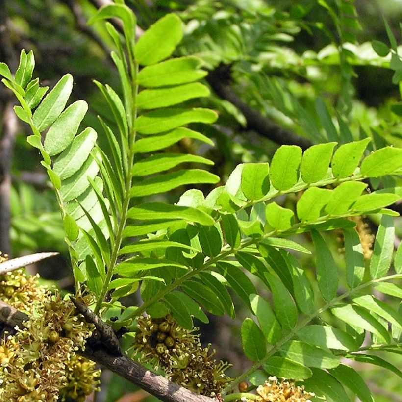 Gleditsia triacanthos - Févier d'Amérique (Foliage)