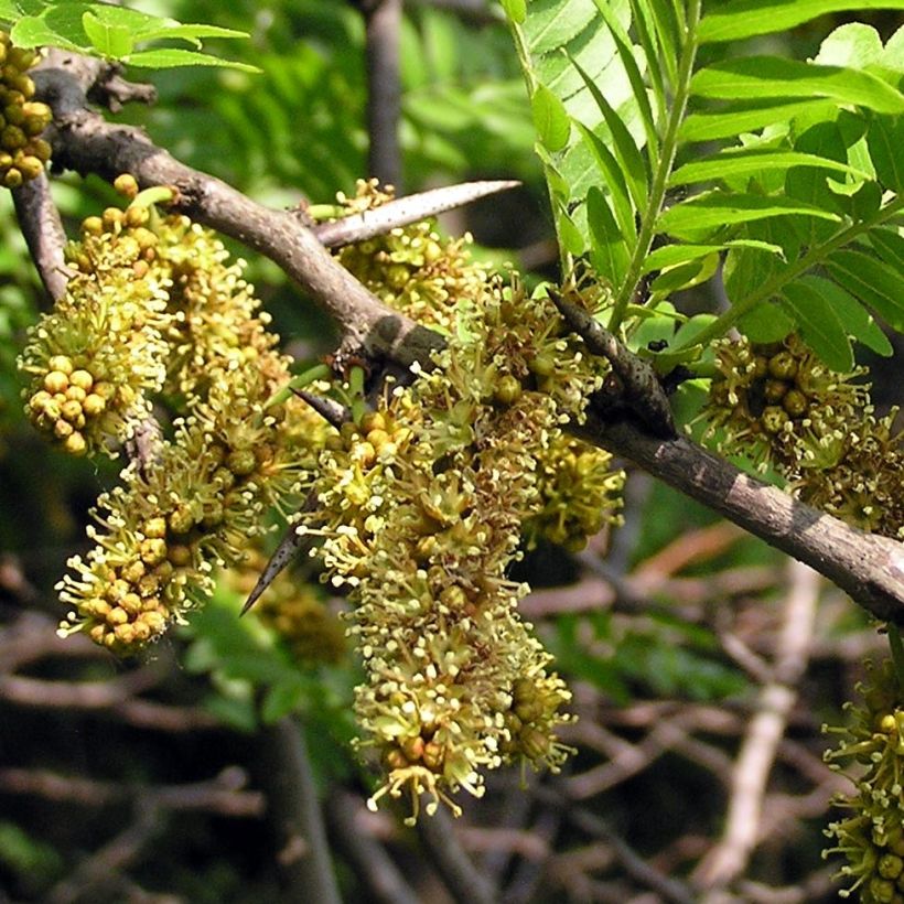 Gleditsia triacanthos - Févier d'Amérique (Flowering)