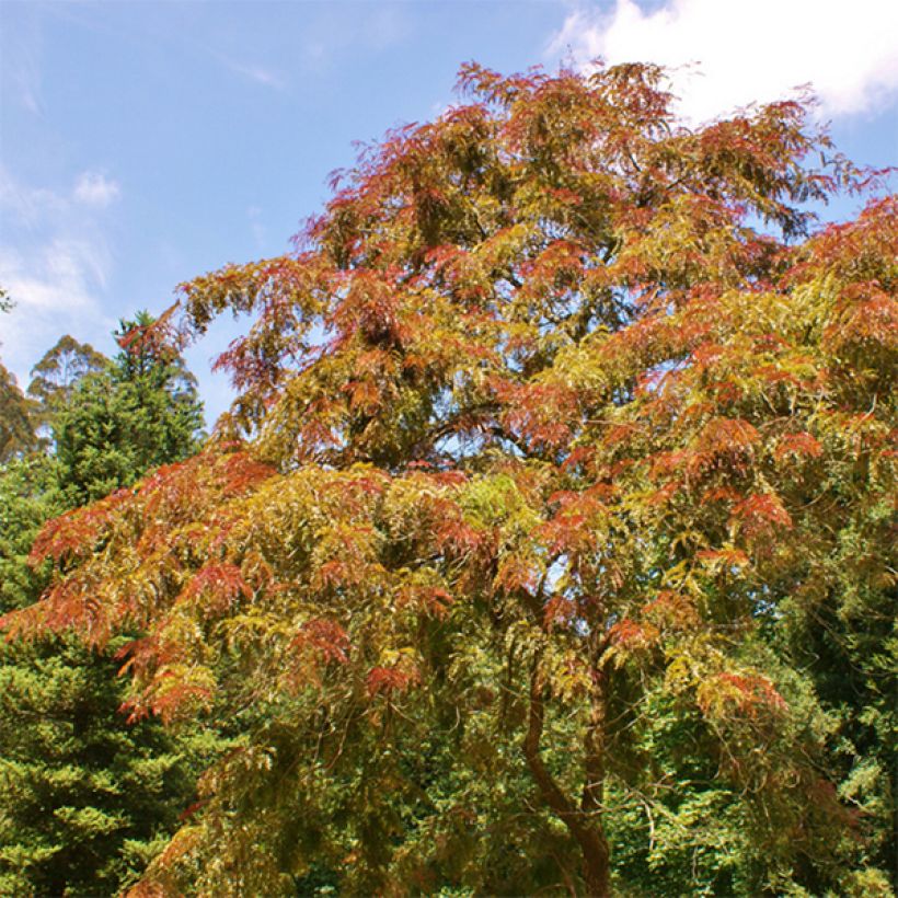 Févier d'Amérique pourpre - Gleditsia triacanthos Rubylace (Plant habit)