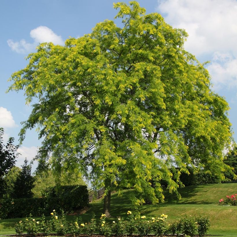 Gleditsia triacanthos Shademaster - Févier d'Amérique (Plant habit)