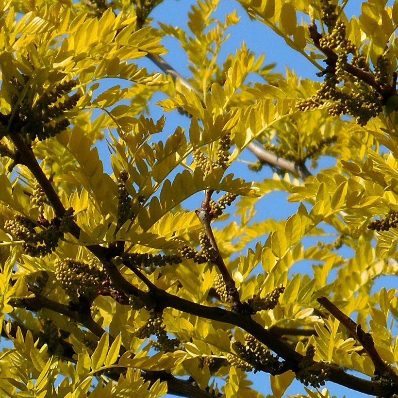 Gleditsia triacanthos Shademaster - Févier d'Amérique (Foliage)