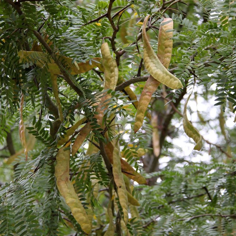 Gleditsia triacanthos Skyline - Févier d'Amérique (Harvest)