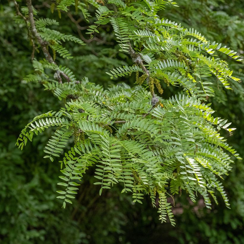 Gleditsia triacanthos Skyline - Févier d'Amérique (Foliage)