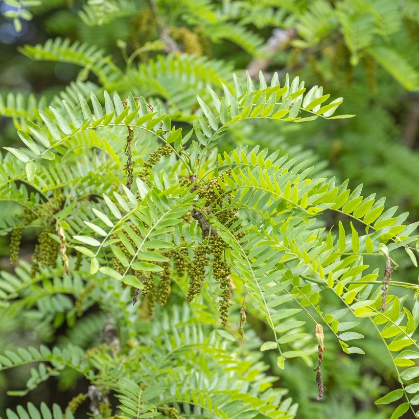 Gleditsia triacanthos Skyline - Févier d'Amérique (Flowering)