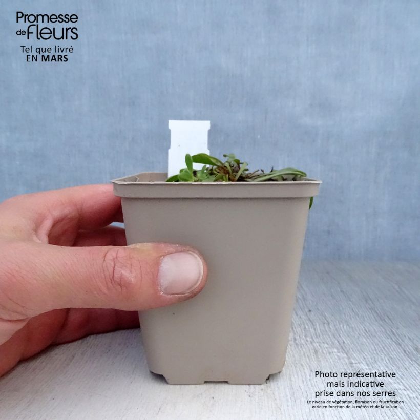 Example of Globularia trichosantha - Globulaire Godet de 8/9 cm as you get in printemps