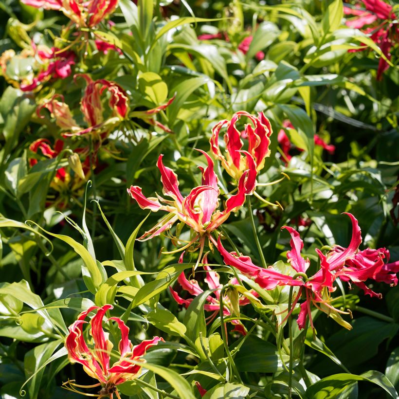 Gloriosa rothschildiana - Lis glorieux    (Plant habit)