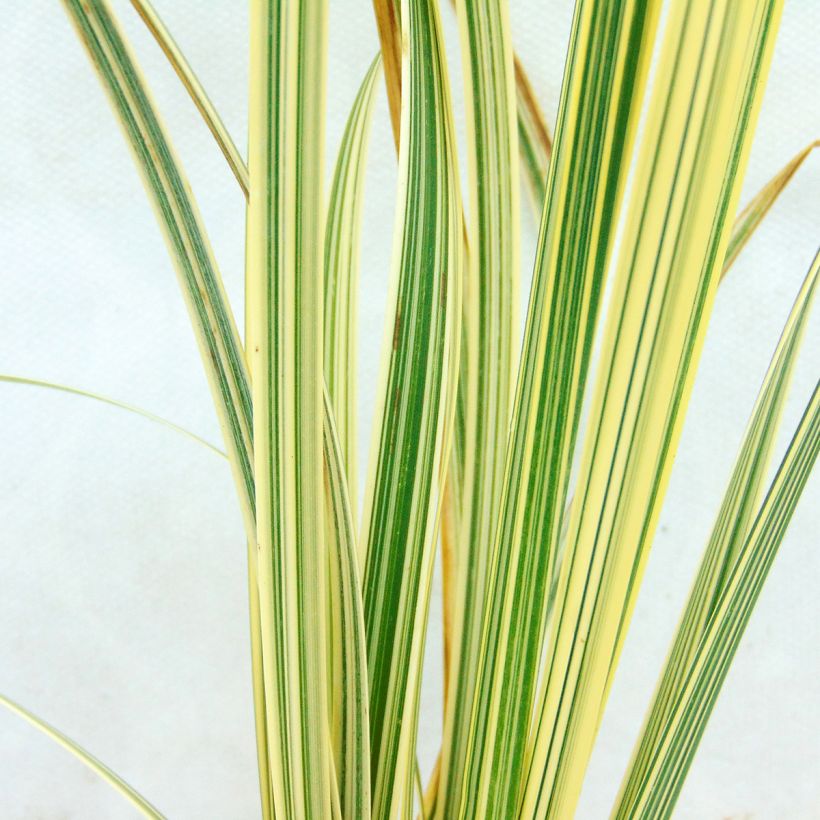 Glyceria maxima Variegata - Glycerie panachée (Foliage)