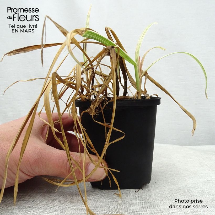 Example of Glyceria maxima Variegata - Glycerie panachée Godet de 8/9 cm as you get in printemps