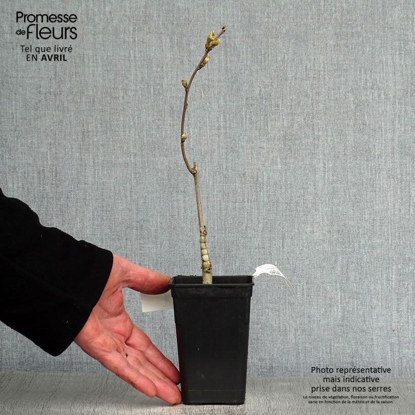 Example of Glycine Grande Diva Barbara - Wisteria (x) venusta Pot de 1L/1,5L, Plant greffé as you get in printemps