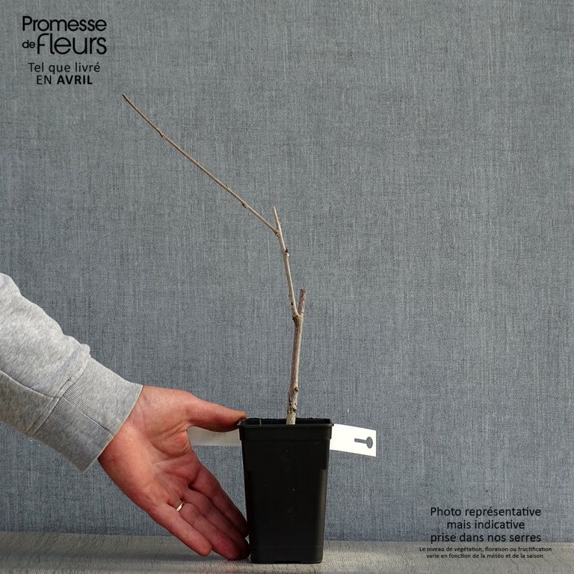 Example of Glycine Grande Diva Cecilia - Wisteria (x) venusta  Godet de 8/9 cm, Plant greffé as you get in printemps