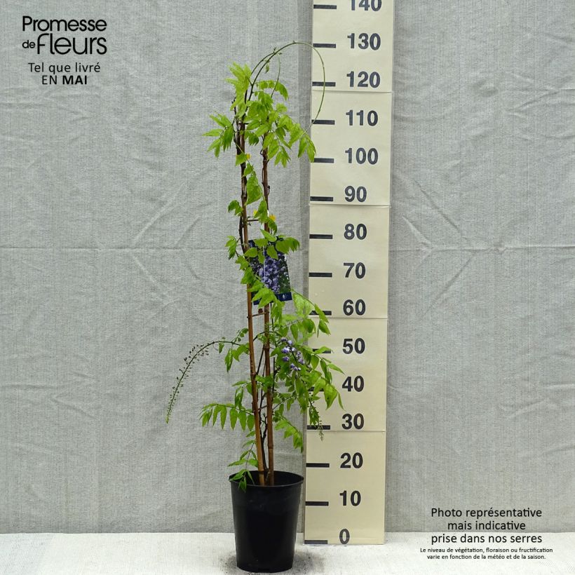 Example of Glycine Grande Diva Cecilia - Wisteria (x) venusta  Pot de 4L/5L as you get in printemps