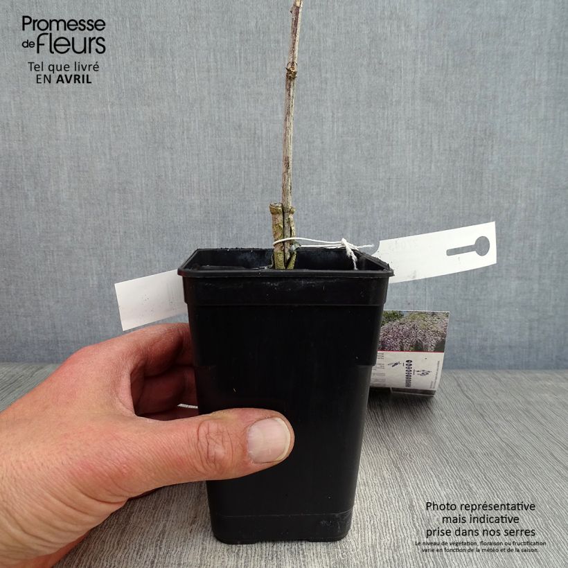 Example of Glycine Grande Diva Maria - Wisteria (x) venusta Pot de 1L/1,5L as you get in printemps