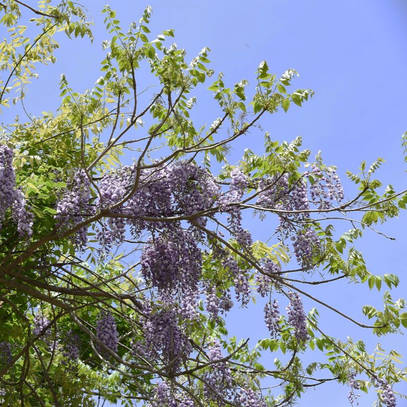 Glycine - Wisteria brachybotrys Yokohama Fuji (Plant habit)