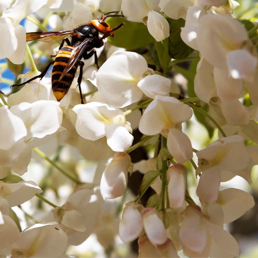 Glycine - Wisteria macrostachya Clara Mack (Flowering)