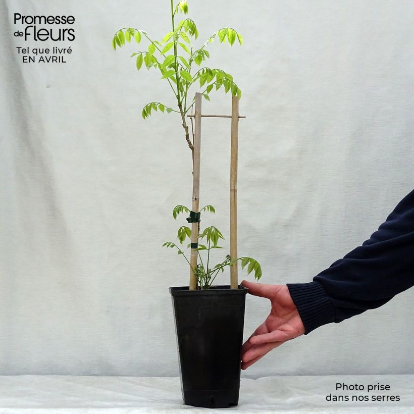 Example of Glycine de Chine - Wisteria sinensis Prolific Pot de 1,5L/2L as you get in printemps