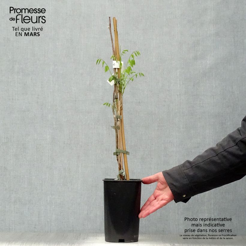 Example of Glycine d'été - Millettia japonica Satsuma Pot de 2L/3L, Plant greffé de + de 18 mois as you get in printemps