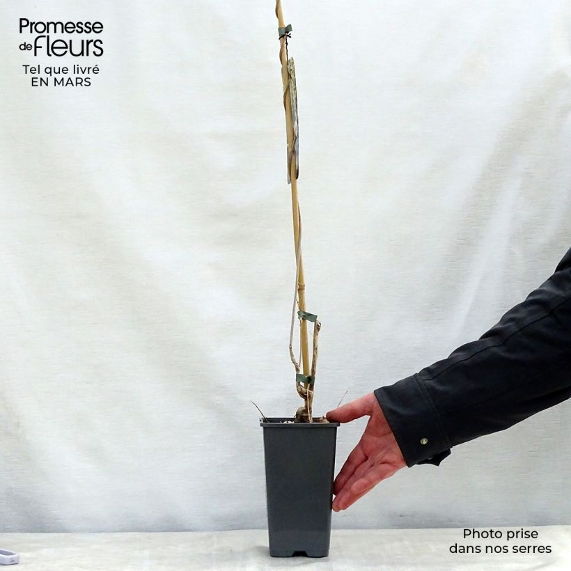 Example of Glycine du Japon - Wisteria floribunda Alba Pot de 1,5L/2L, Plant greffé de + de 18 mois as you get in printemps