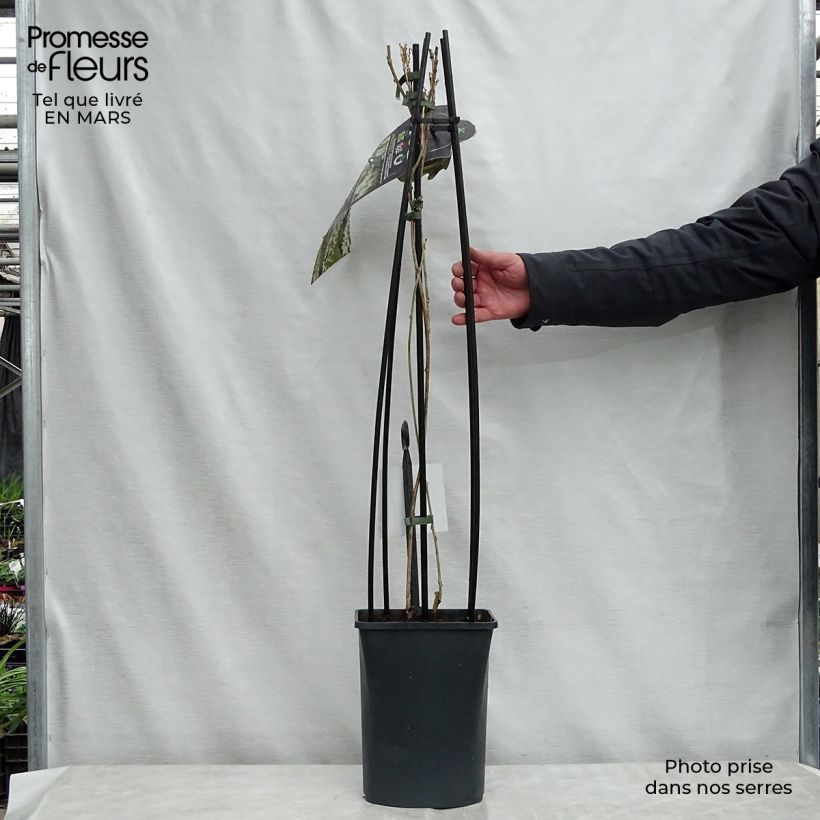 Example of Glycine du Japon - Wisteria floribunda Alba Pot de 3L/4L as you get in printemps