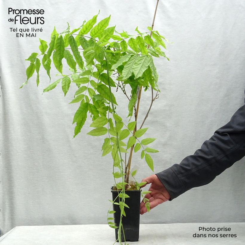 Example of Glycine du Japon - Wisteria floribunda Domino ou Issai Pot de 1,5L/2L as you get in printemps