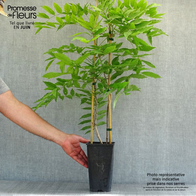 Spécimen de Glycine du Japon - Wisteria floribunda Honbeni (Rosea, Pink Ice) Pot de 2L/3L, Plant greffé de + de 18 mois tel que livré en été