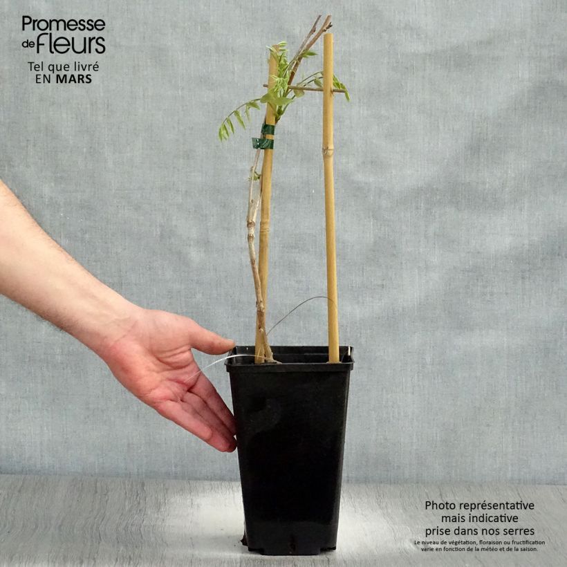 Example of Glycine du Japon - Wisteria floribunda Honbeni (Rosea, Pink Ice) Pot de 2L/3L, Plant greffé de + de 18 mois as you get in printemps