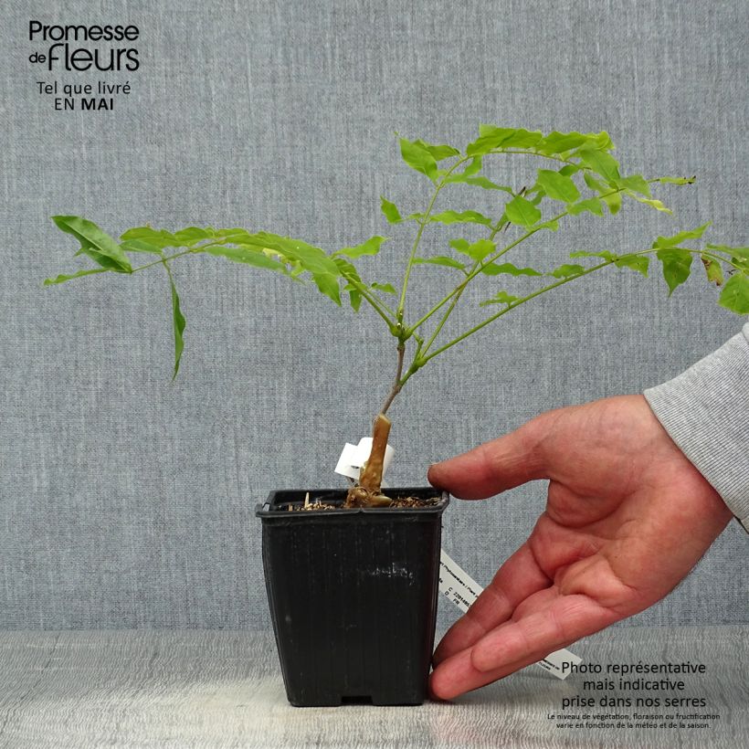 Spécimen de Glycine du Japon - Wisteria floribunda Macrobotrys Godet de 8/9 cm tel que livré au printemps