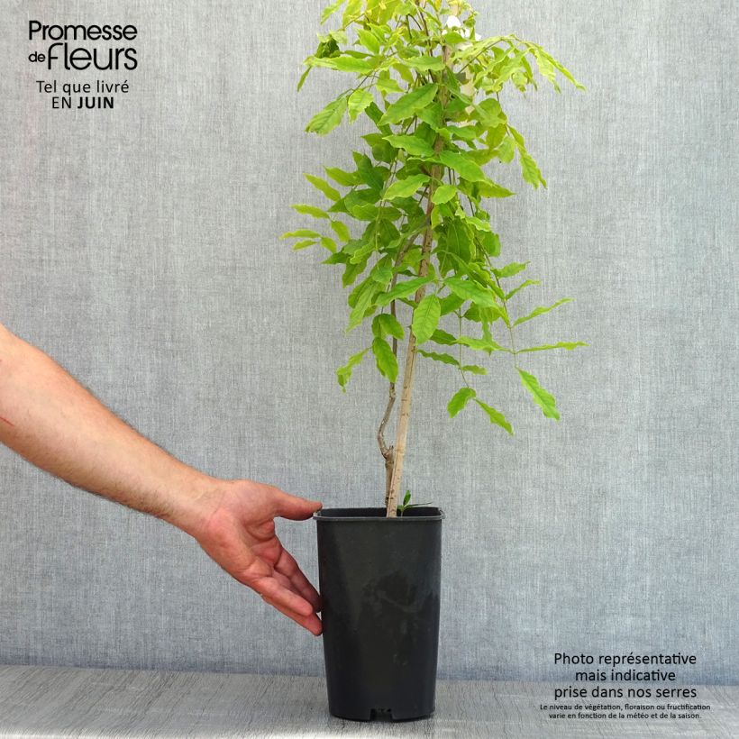 Spécimen de Glycine du Japon - Wisteria floribunda Macrobotrys Pot de 2L/3L, Plant greffé de + de 18 mois tel que livré au printemps