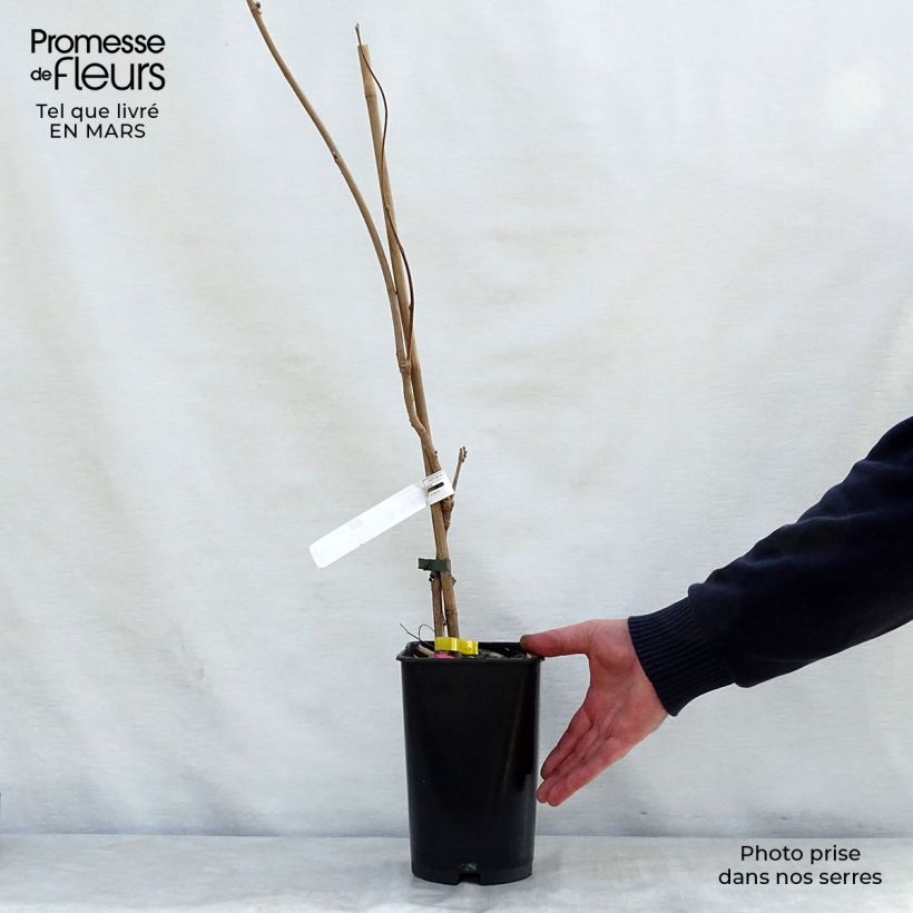 Example of Glycine du Japon - Wisteria venusta Pot de 2L/3L, Plant greffé de + de 18 mois as you get in printemps