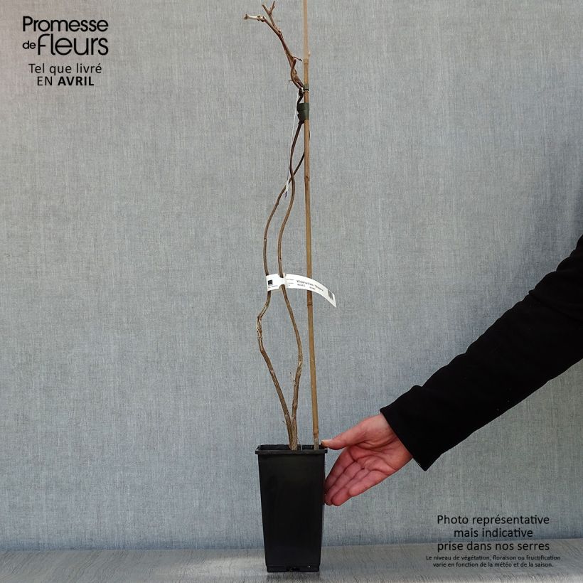 Example of Glycine gracieuse - Wisteria venusta (brachybotrys) Okayama Pot de 2L/3L, Plant greffé de + de 18 mois as you get in printemps