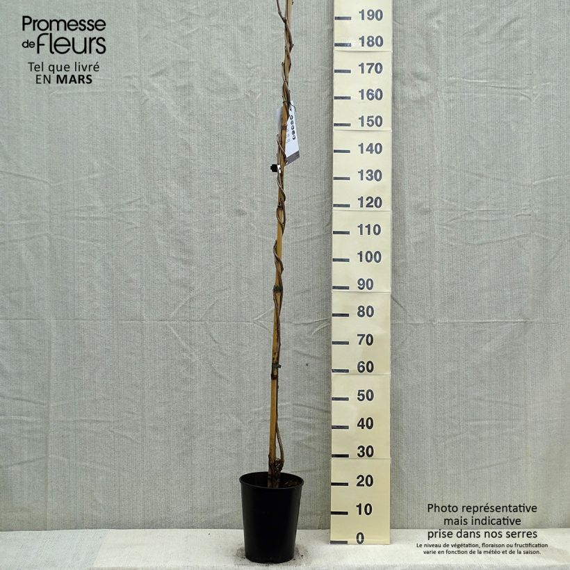Spécimen de Glycine japonaise Lawrence - Wisteria floribunda Pot de 6L/7L tel que livré au printemps