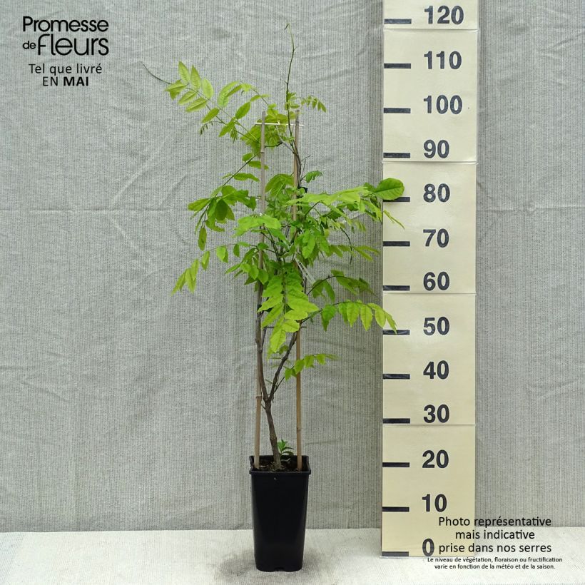 Spécimen de Glycine japonaise - Wisteria floribunda Ed's Blue Dragon Pot de 2L/3L tel que livré au printemps