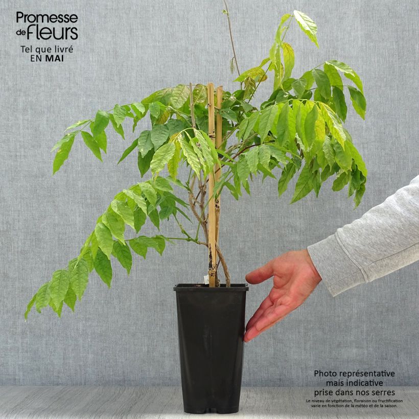 Example of Glycine japonaise - Wisteria floribunda Lipstick Pot de 3L/4L as you get in printemps