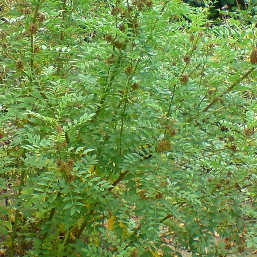 Glycyrrhiza glabra - Réglisse glabre (Foliage)