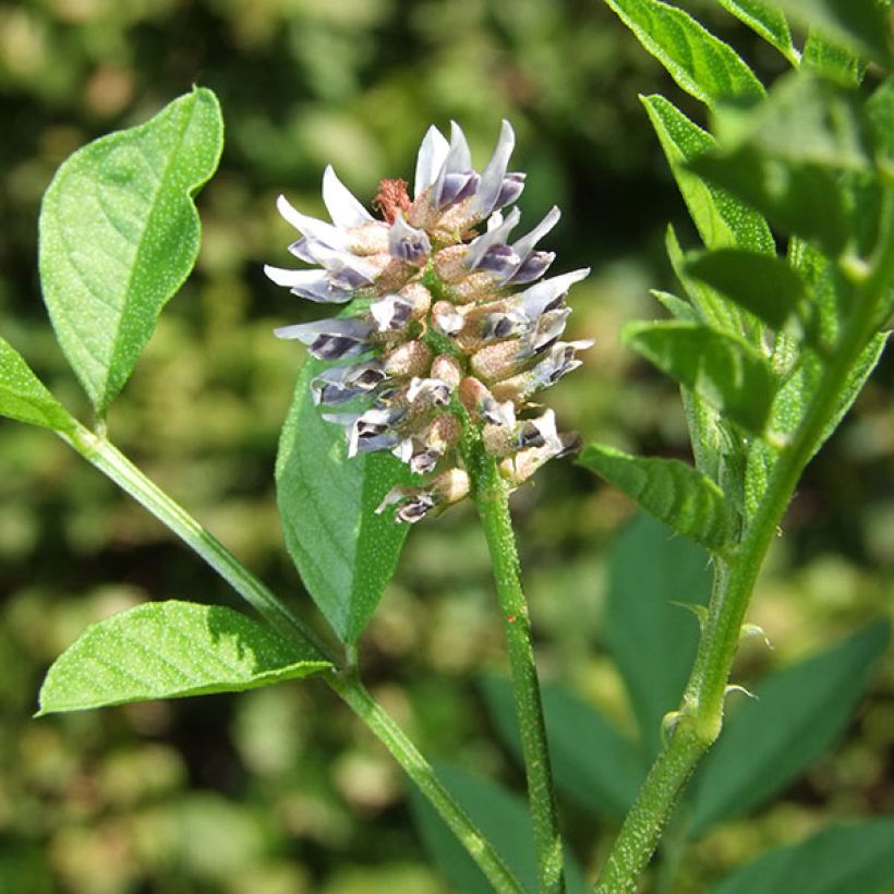 Glycyrrhiza glabra - Réglisse glabre (Flowering)