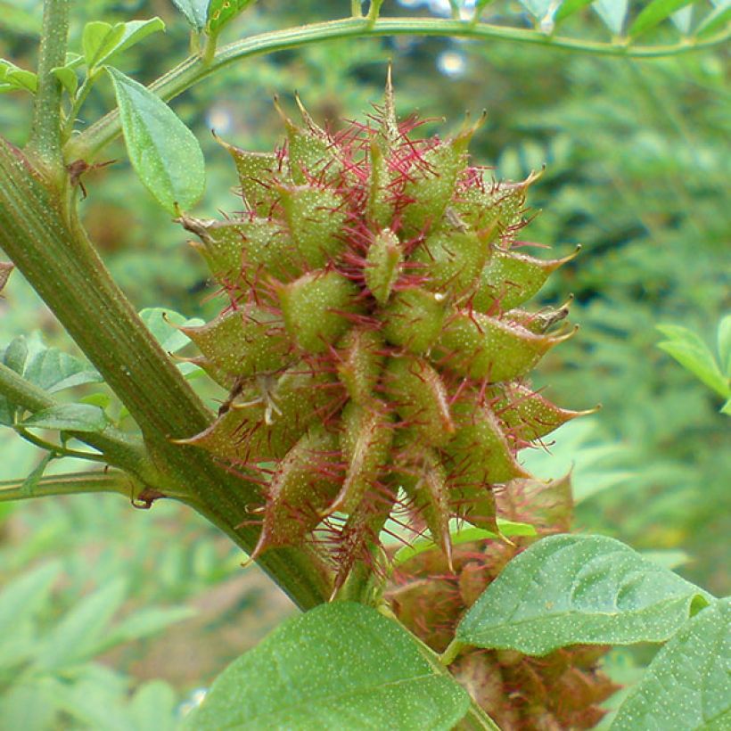 Glycyrrhiza glabra - Réglisse glabre (Harvest)
