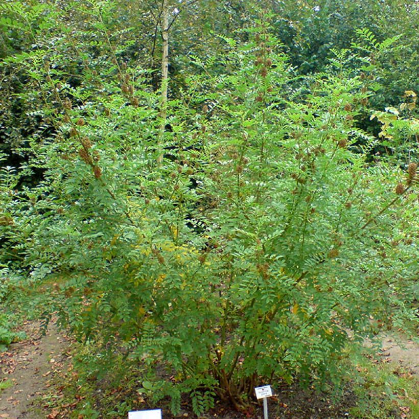 Glycyrrhiza glabra - Réglisse glabre (Plant habit)