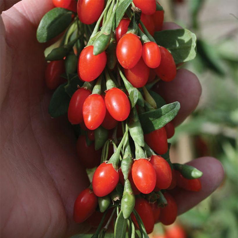 Goji Big Lifeberry - Lycium barbarum (Flowering)