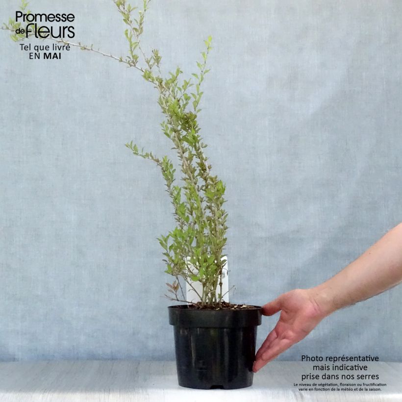 Example of Goji Big Lifeberry - Lycium barbarum Pot de 1,5L/2L, Touffe as you get in printemps