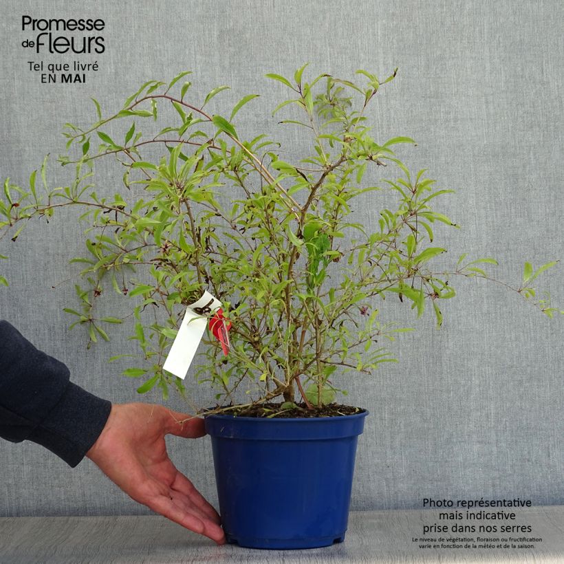 Example of Goji Gojidelys - Lycium barbarum Pot de 2L/3L, Touffe as you get in printemps