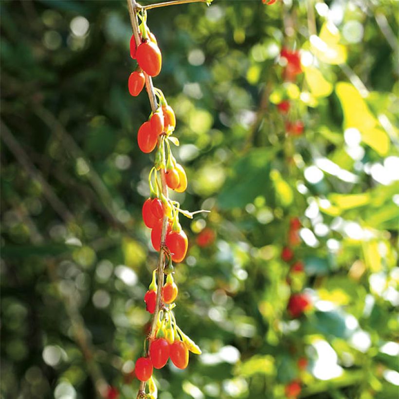 Goji Instant Success - Lycium barbarum (Harvest)