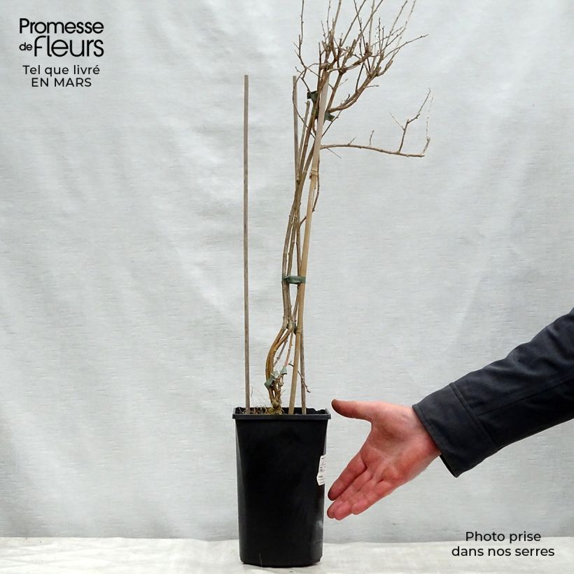 Example of Goji Instant Success - Lycium barbarum Pot de 1,5L/2L as you get in printemps