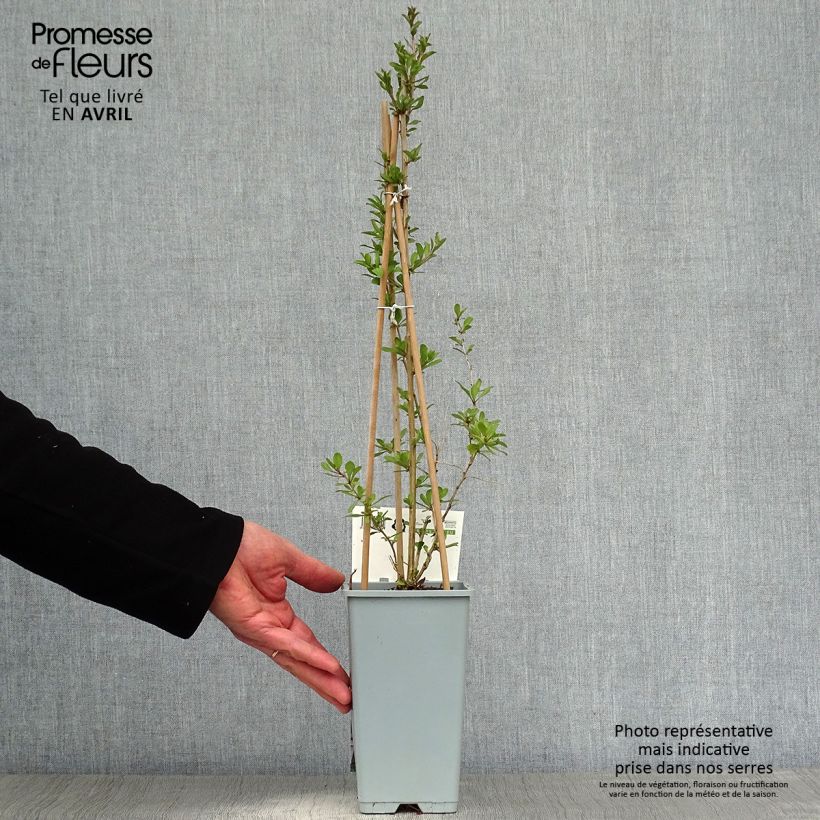 Example of Goji - Lycium barbarum Pot de 1,5L/2L, Buisson as you get in printemps