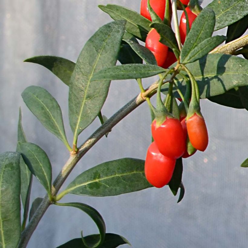 Goji Princess Tao - Lycium barbarum (Foliage)