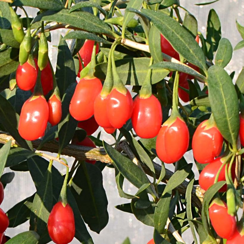 Goji Princess Tao - Lycium barbarum (Harvest)