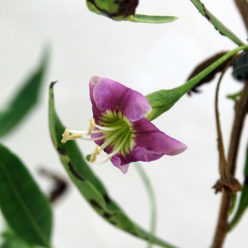 Goji Princess Tao - Lycium barbarum (Flowering)