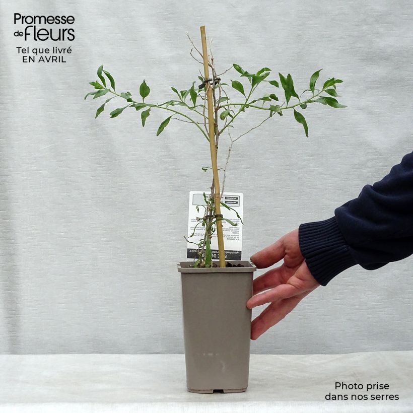 Example of Goji Princess Tao - Lycium barbarum Pot de 1L/1,5L, Touffe as you get in printemps