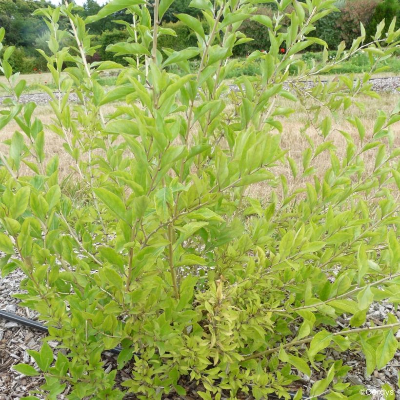 Goji Q1 - Lycium barbarum (Plant habit)