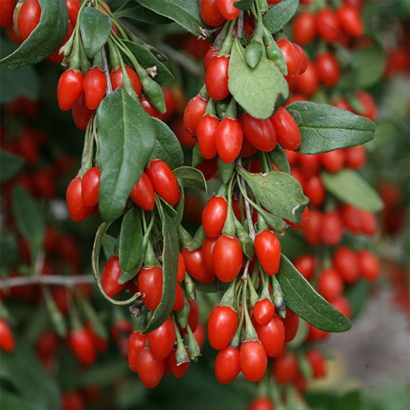 Goji Sweet Lifeberry - Lycium barbarum (Flowering)